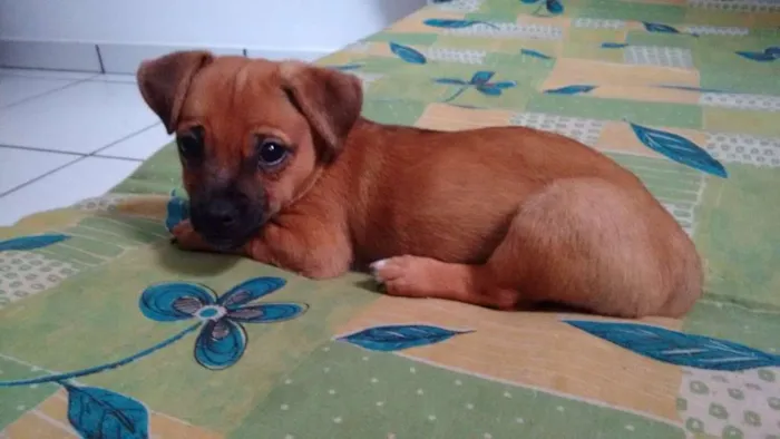 Cachorro ra a Vira Lata idade Abaixo de 2 meses nome Filhotinho