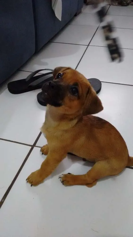 Cachorro ra a Vira Lata idade Abaixo de 2 meses nome Filhotinho
