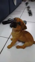 Filhotinho