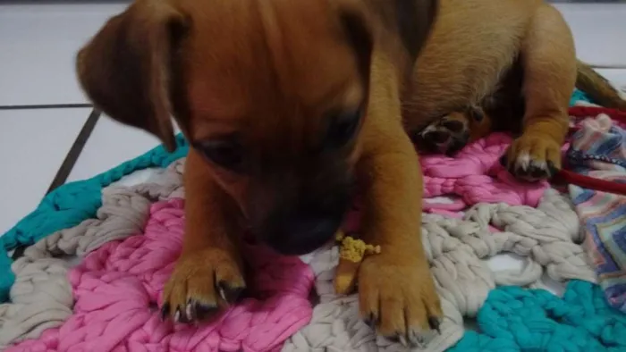Cachorro ra a Vira Lata idade Abaixo de 2 meses nome Filhotinho