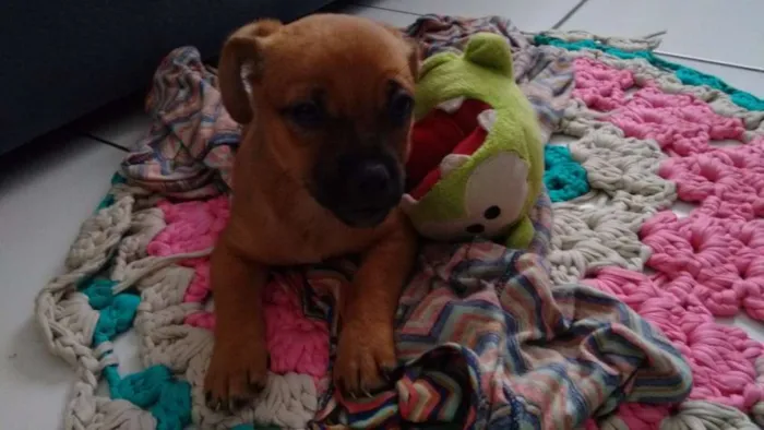 Cachorro ra a Vira Lata idade Abaixo de 2 meses nome Filhotinho