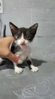 Tom