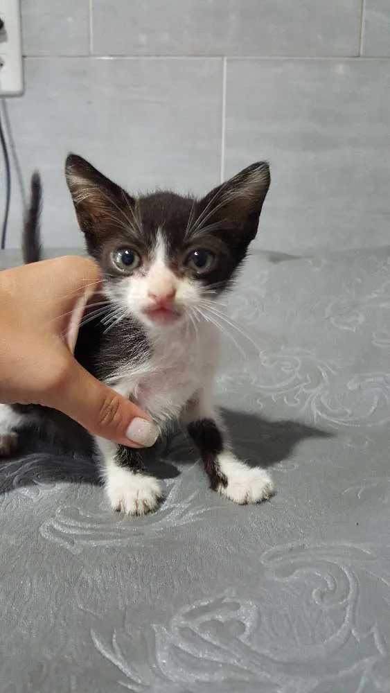 Gato raça  idade Abaixo de 2 meses nome Tom