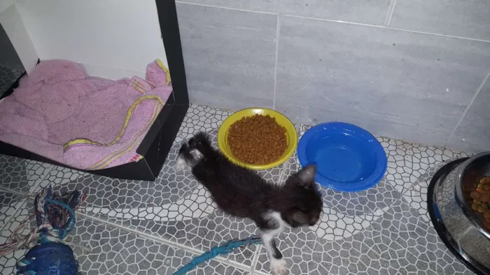 Gato raça  idade Abaixo de 2 meses nome Tom