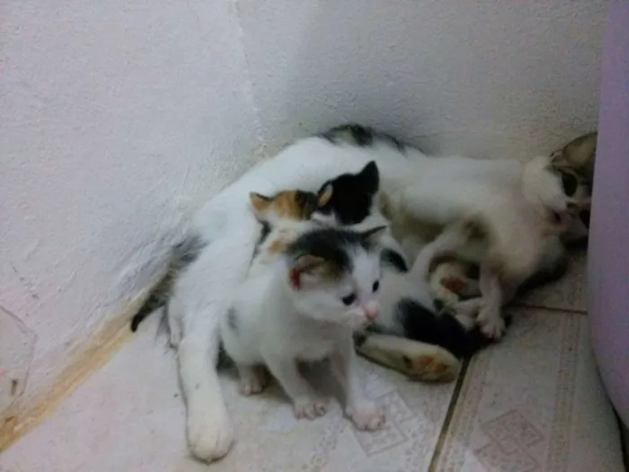 Gato raça sem  ração idade Abaixo de 2 meses nome sem nome