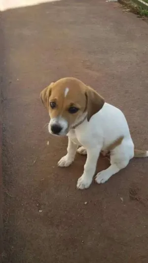 Cachorro raça SRD  idade 2 a 6 meses nome Estrelinha