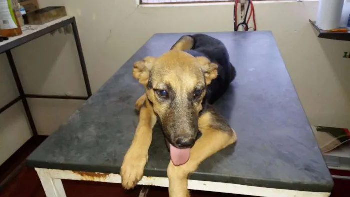 Cachorro ra a SRD  idade 2 a 6 meses nome Granola 