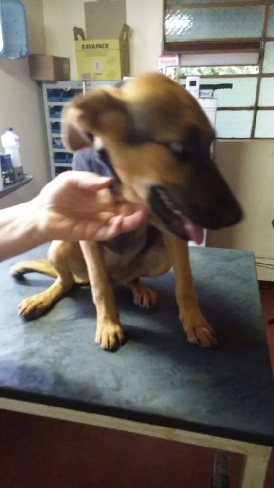 Cachorro ra a SRD  idade 2 a 6 meses nome Granola 