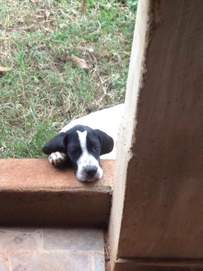 Cachorro ra a Perdigueiro idade 2 a 6 meses nome Texas