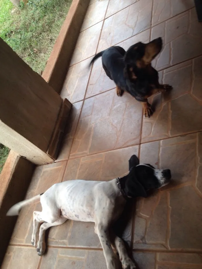 Cachorro ra a Perdigueiro idade 2 a 6 meses nome Texas