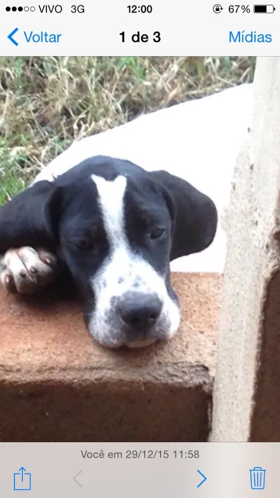 Cachorro ra a Perdigueiro idade 2 a 6 meses nome Texas