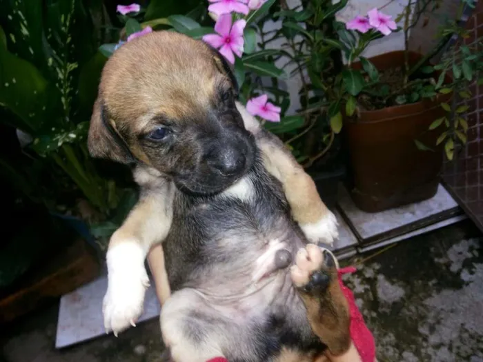 Cachorro ra a vira lata  idade 2 a 6 meses nome Nao tem nome