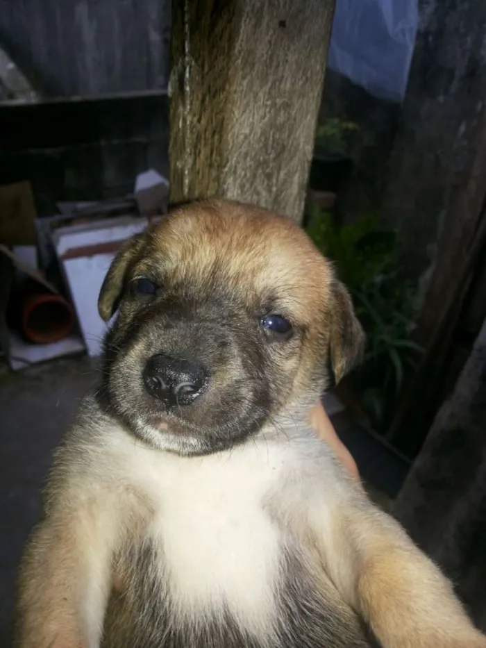 Cachorro ra a vira lata  idade 2 a 6 meses nome Nao tem nome