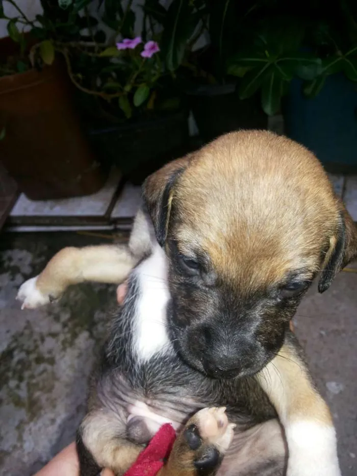 Cachorro ra a vira lata  idade 2 a 6 meses nome Nao tem nome