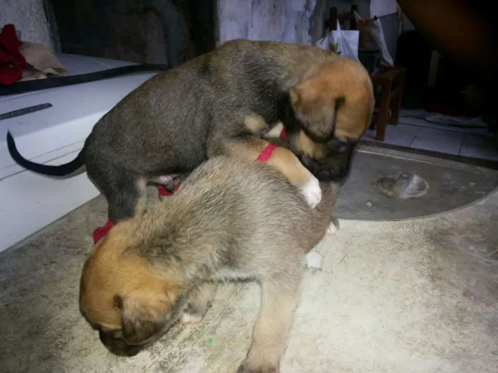 Cachorro ra a vira lata  idade 2 a 6 meses nome Nao tem nome