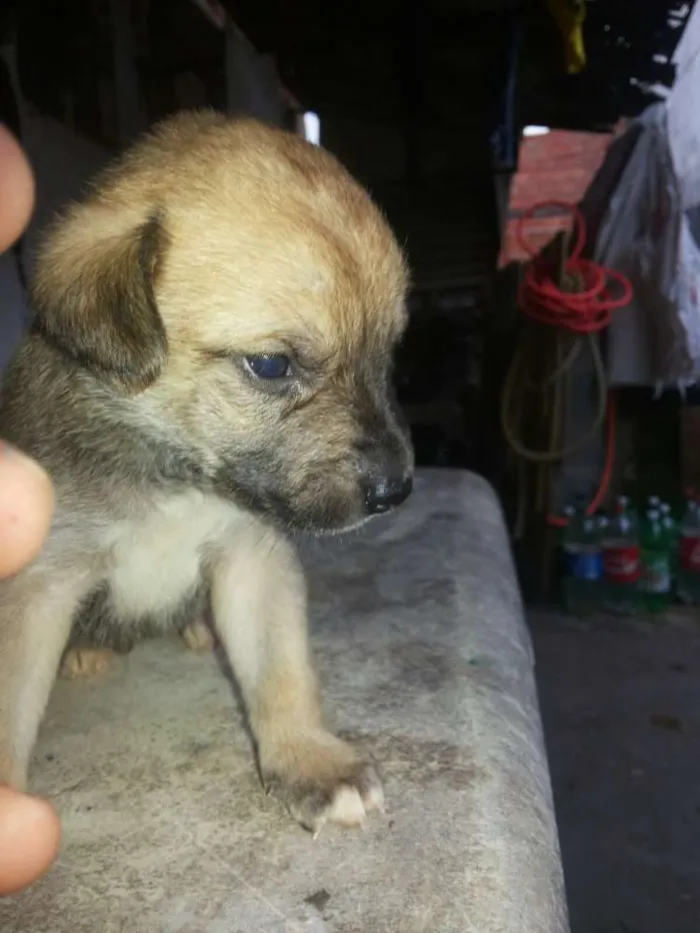 Cachorro ra a vira lata  idade 2 a 6 meses nome Nao tem nome
