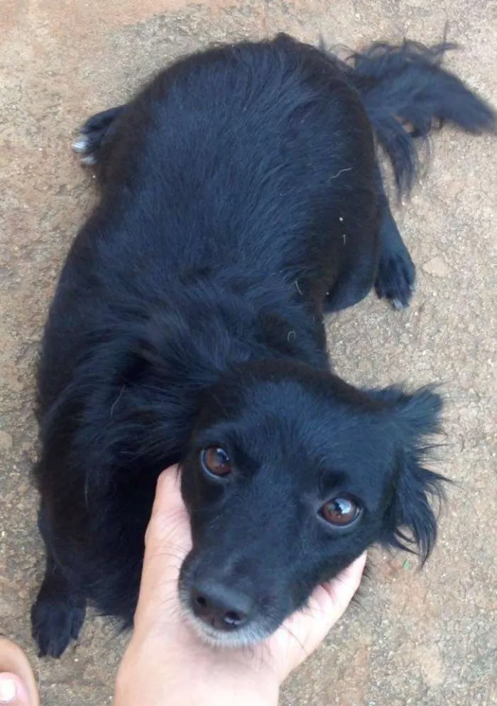 Cachorro ra a SRD idade 2 anos nome Pretinha