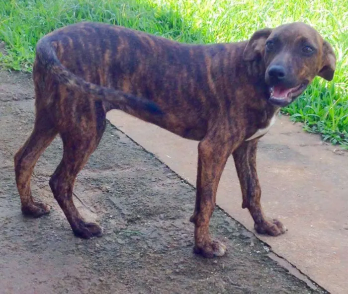 Cachorro ra a SRD idade 2 a 6 meses nome Drica