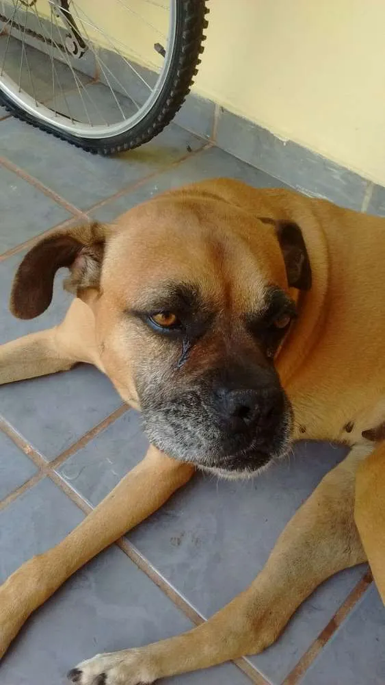 Cachorro ra a boxer idade 4 anos nome Sol e Mel