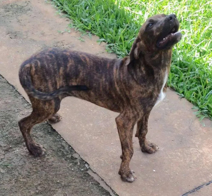 Cachorro ra a SRD idade 2 a 6 meses nome Drica