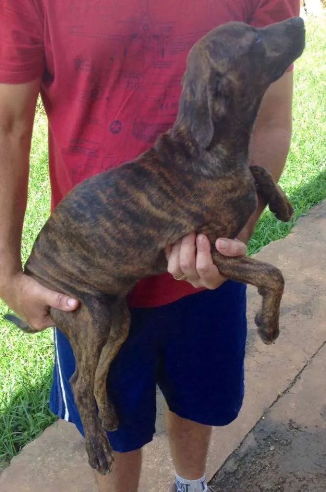Cachorro ra a SRD idade 2 a 6 meses nome Drica