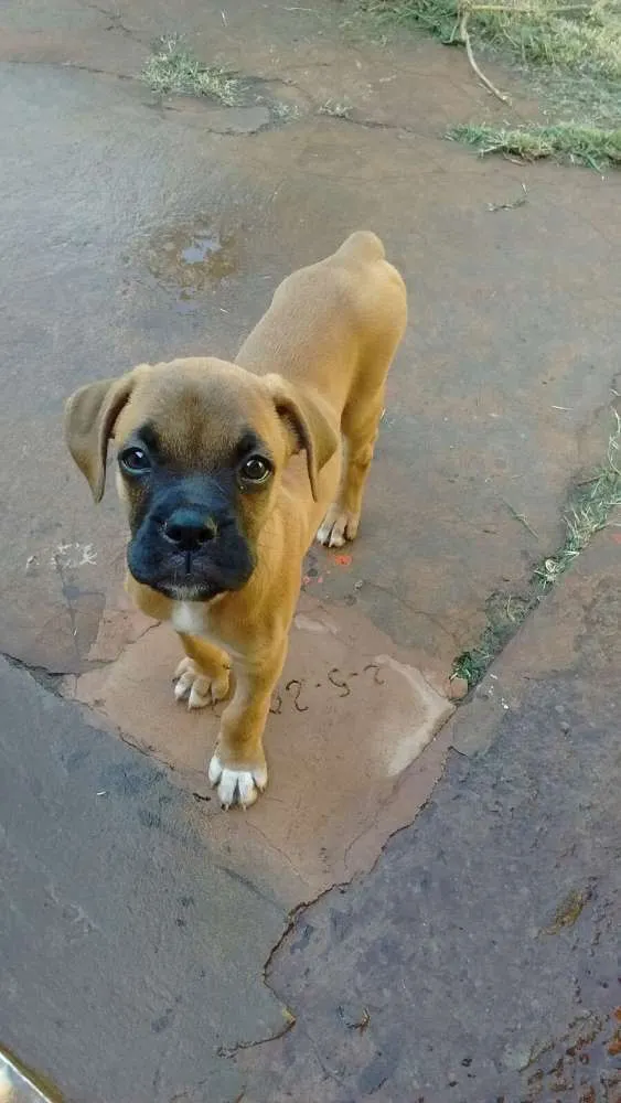 Cachorro ra a boxer idade 4 anos nome Sol e Mel