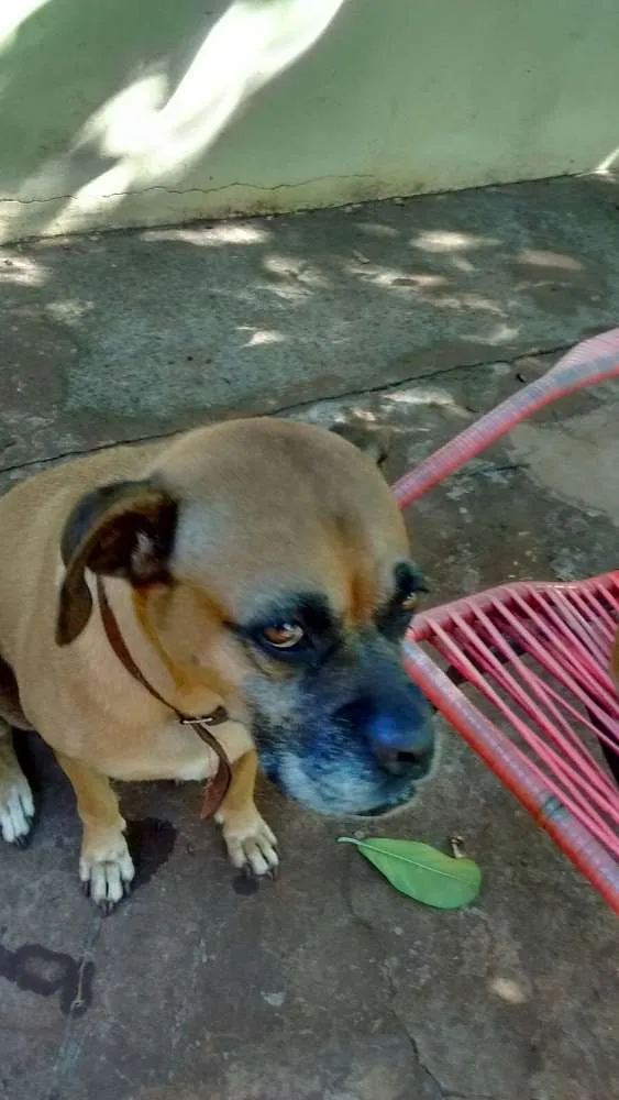 Cachorro ra a boxer idade 4 anos nome Sol e Mel