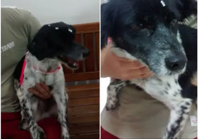 Cachorro ra a indefinida idade 3 anos nome ludmila