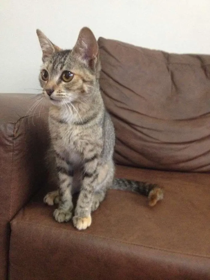 Gato ra a SRD idade 1 ano nome Matilda