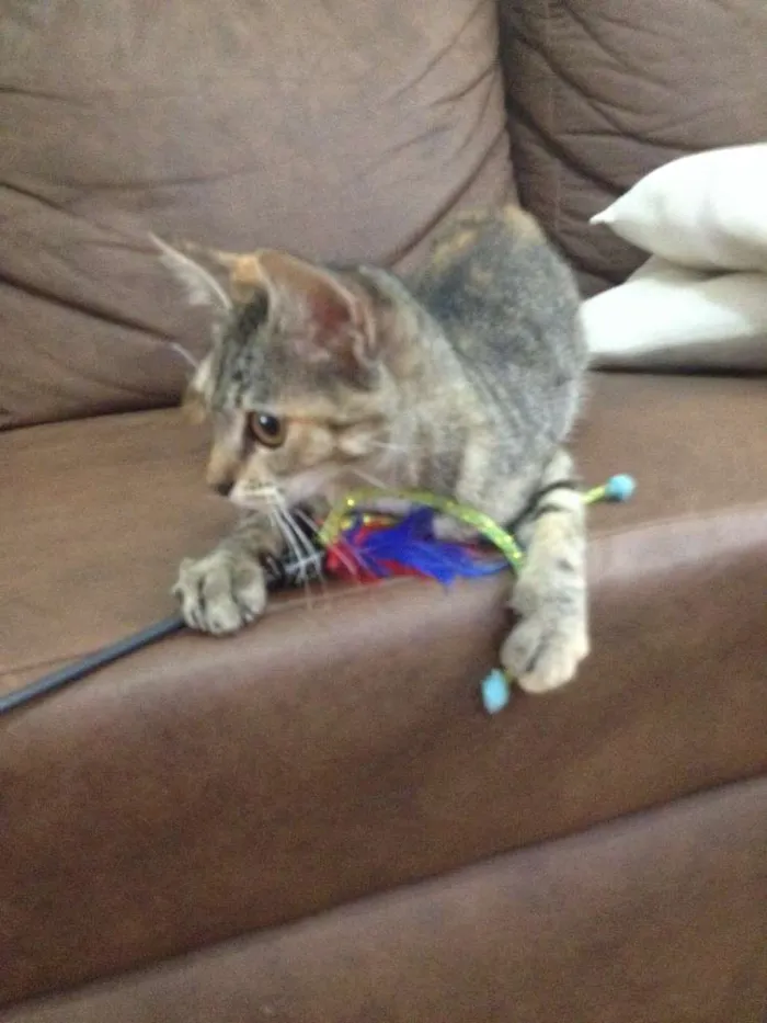 Gato ra a SRD idade 1 ano nome Matilda