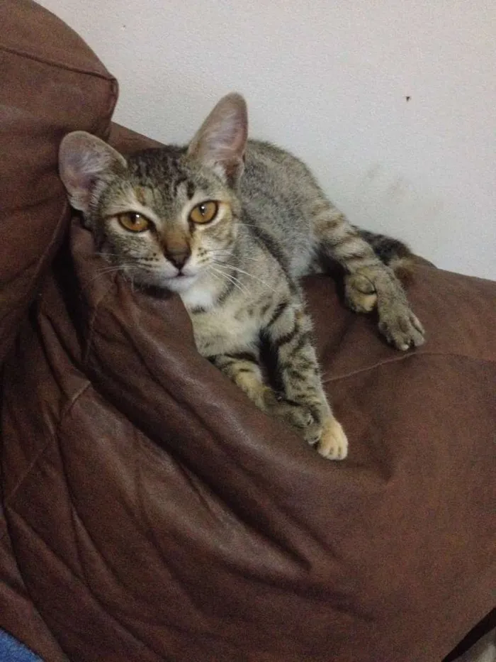 Gato ra a SRD idade 1 ano nome Matilda