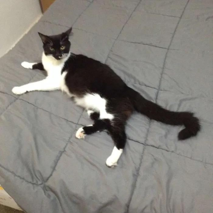Gato ra a SRD idade 2 anos nome Ravena