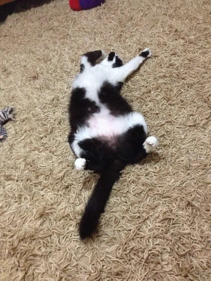 Gato ra a SRD idade 2 anos nome Ravena