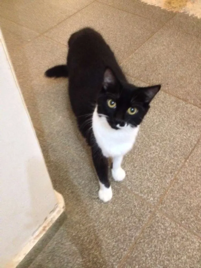 Gato ra a SRD idade 2 anos nome Ravena