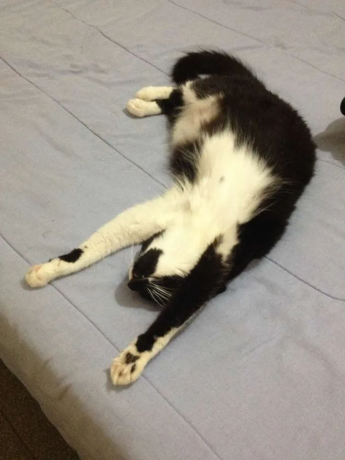 Gato ra a SRD idade 2 anos nome Ravena