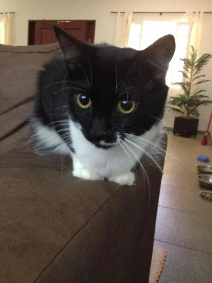 Gato ra a SRD idade 2 anos nome Ravena