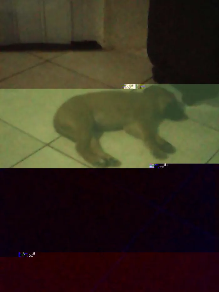 Cachorro raça Pastor Alemão idade 2 a 6 meses nome Melaço