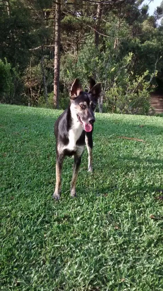 Cachorro ra a Srd idade 1 ano nome Jade