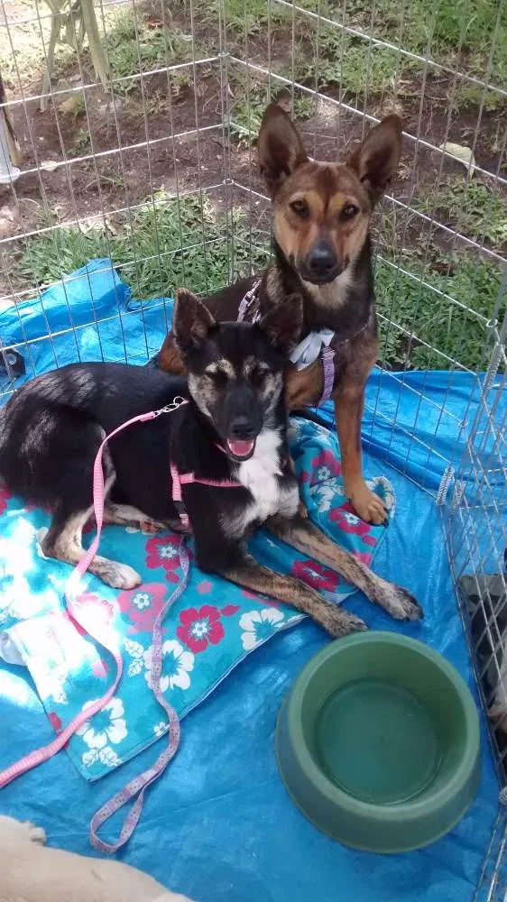 Cachorro ra a Srd idade 1 ano nome Jade