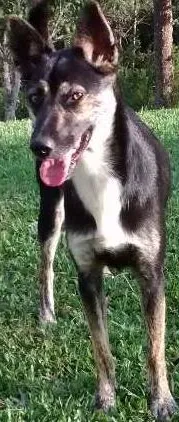 Cachorro ra a Srd idade 1 ano nome Jade