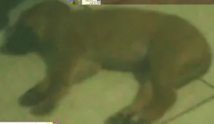 Cachorro raça Pastor Alemão idade 2 a 6 meses nome Melaço