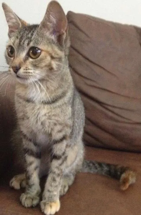 Gato ra a SRD idade 1 ano nome Matilda