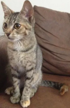 Gato raça SRD idade 1 ano nome Matilda