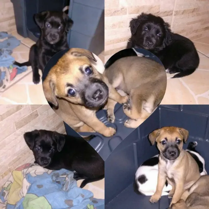 Cachorro ra a SRD idade Abaixo de 2 meses nome sem nome