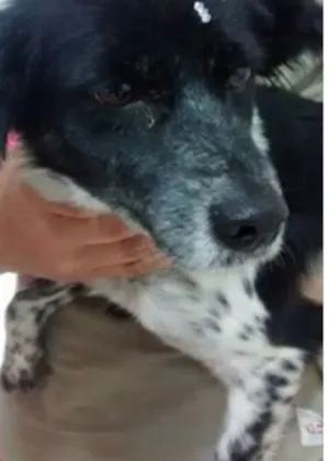 Cachorro raça indefinida idade 3 anos nome ludmila