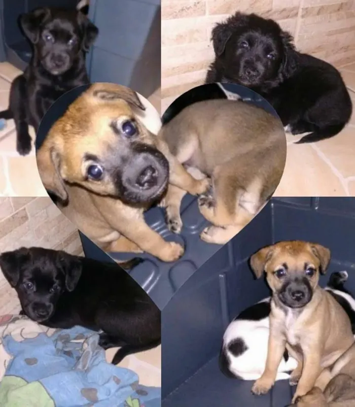 Cachorro ra a SRD idade Abaixo de 2 meses nome sem nome