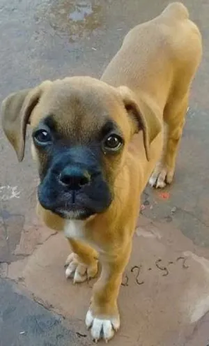 Cachorro raça boxer idade 4 anos nome Sol e Mel