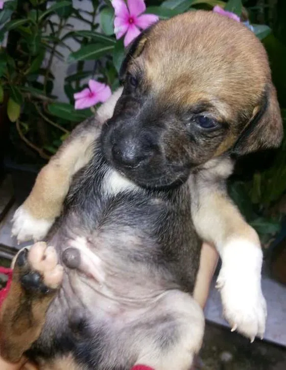 Cachorro ra a vira lata  idade 2 a 6 meses nome Nao tem nome