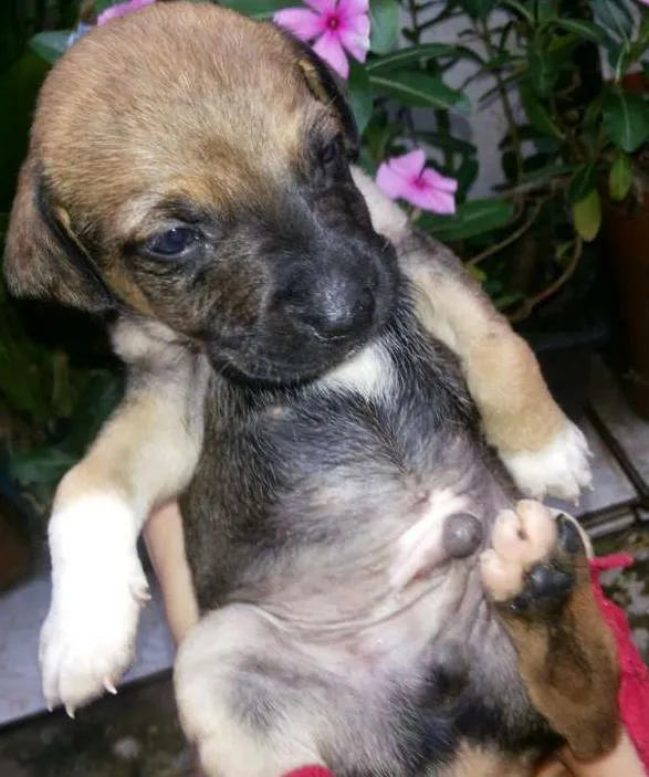 Cachorro ra a vira lata  idade 2 a 6 meses nome Nao tem nome