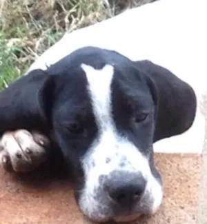 Cachorro raça Perdigueiro idade 2 a 6 meses nome Texas